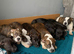 JAW-DROPPING POCKET BULLIES – IMPRESSIVE GENETICS & LOVING TEMPERAMENTS
