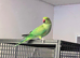 Indian ringnick parrot for sale