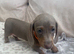 Miniature Dachshund puppies READY NOW