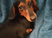 Miniature Dachshund puppies for sale