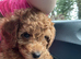 Beautiful asian toy poodle boy