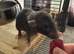4 month old males