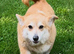 2 corgis male & female
