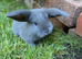 5 French lop