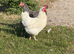 Laying Hens