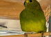 Elegant grass parakeets
