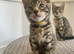 Bengal x Maine coone kittens