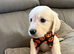 Champion English cream golden retrievers