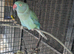 Female blue/green ringneck