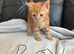 BEAUTIFUL GINGER/GINGER WHITE BOY KITTENS FOR SALE