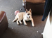 Husky cross American Akita