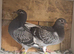 Young birds for sale