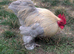 2 roosters free to good home.