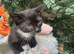 RAGDOLL X BOY READY NOW