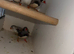 5 zebra finches 3 cocks 2 hens