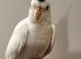Handreared baby Cockatiel and some adults