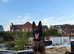 Trained security Belgiun Malinois