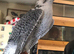 Gyr saker male