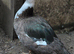 Muscovy trio or pairs