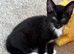 Reduced Stunning cross bengal looking for loving homes
