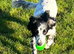 Sad rehome for beautiful girl