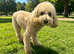 Monty toy poodle