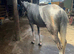 15.2  gelding 4 year old