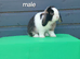 Gorgeous purebred mini lop rabbits ready now
