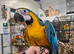 Super tame  and talking Blue and gold macaw baby 15 weeks old