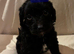 JACKAPOO PUPPYS