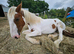 Harley 16.3hh ISH x Cob