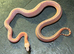 Cb26 corn snakes WOW AMAZING!