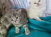 British short haired cross kittens for sale