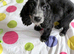 Amazing cockapoo