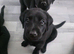 3 full labrador puppies