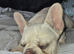 8 month old female frenchie