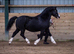 Quality section C gelding