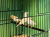 White albino cutthroat hen