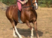 12hh, 9yo Pony Club Mare – For Sale