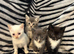 4 Stunning Siamese Mixed Kittens
