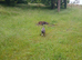 Staffie blue