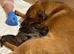 First & Only Litter &ndash; Belgian Malinois x Black Mouth Cur Puppies