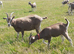 Toggenburg Goat Young Doe (Pedigree Billy Covered) & Doelings