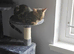 6-Month-Male-Bengal - Neutered, microchipped & Vaccinated