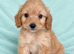 Toy Cockapoo puppies Merle apricot red
