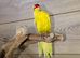Yellow and Green Kakariki,2
