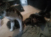 4 beautiful bengal kittens 12 weeks old 2 girls 2boys