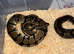 Royal ball python