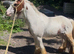 Red and white ride and drive cob colt 12hh