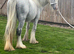 Ride and drive dapple grey mare